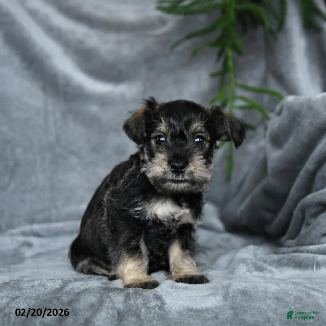 Miniature Schnauzer dogs for sale: Benedict - Ad 2