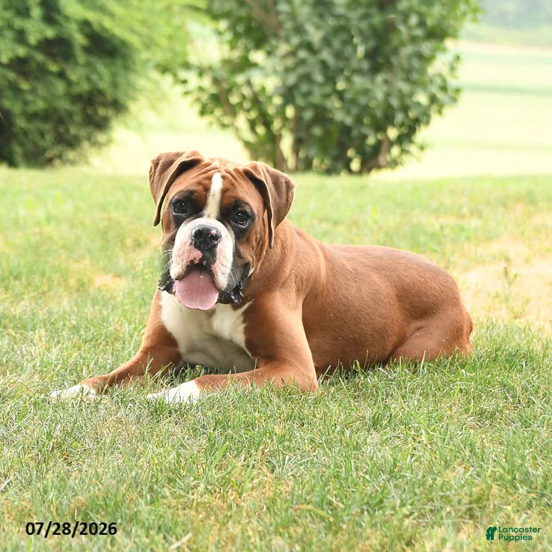 Boxer dogs for sale: Chance - Ad 3