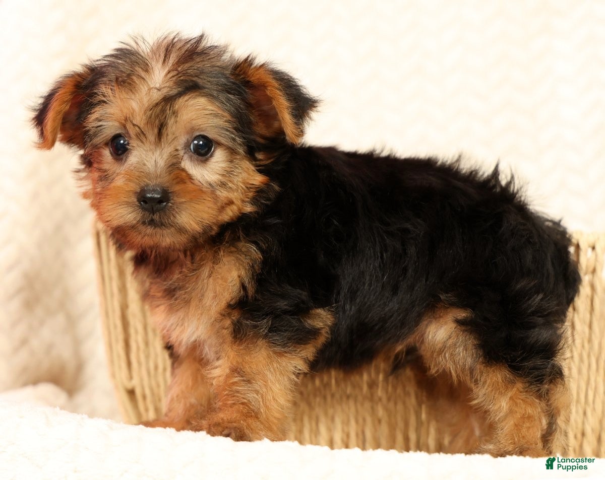 Yorkshire Terrier dogs Teddy - Ad 2