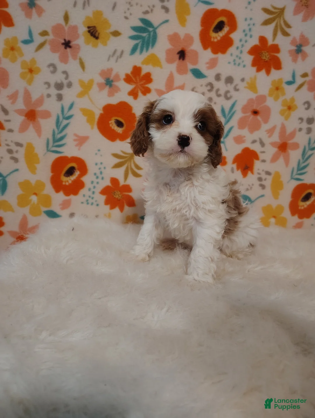 Cavapoo dogs for sale: May - Ad 1