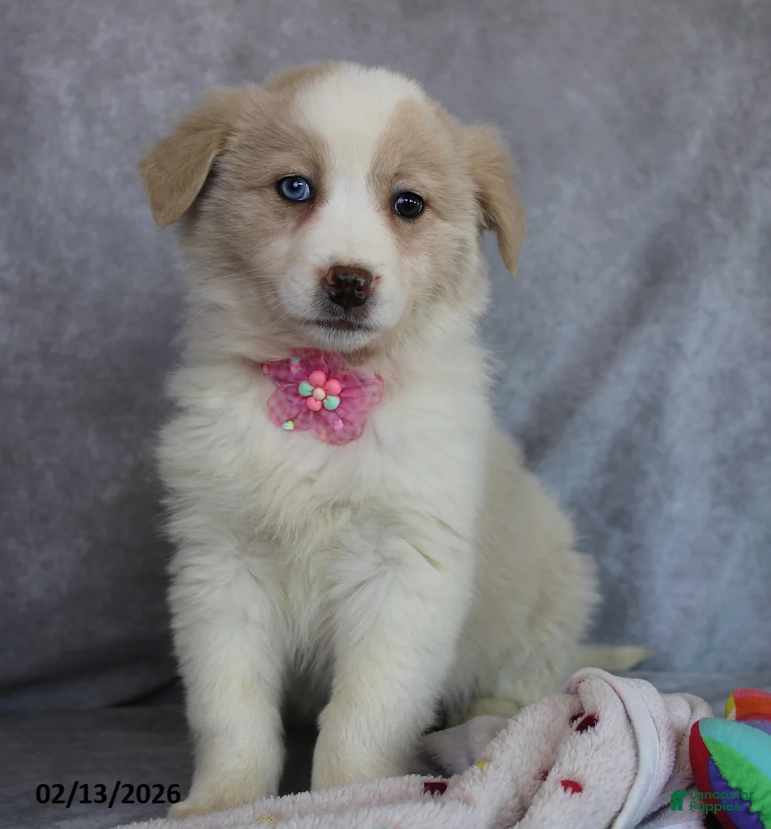 Mixed Breed dogs for sale: Amber - Ad 1