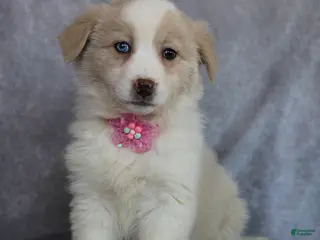 Mixed Breed dogs Amber - Ad 38