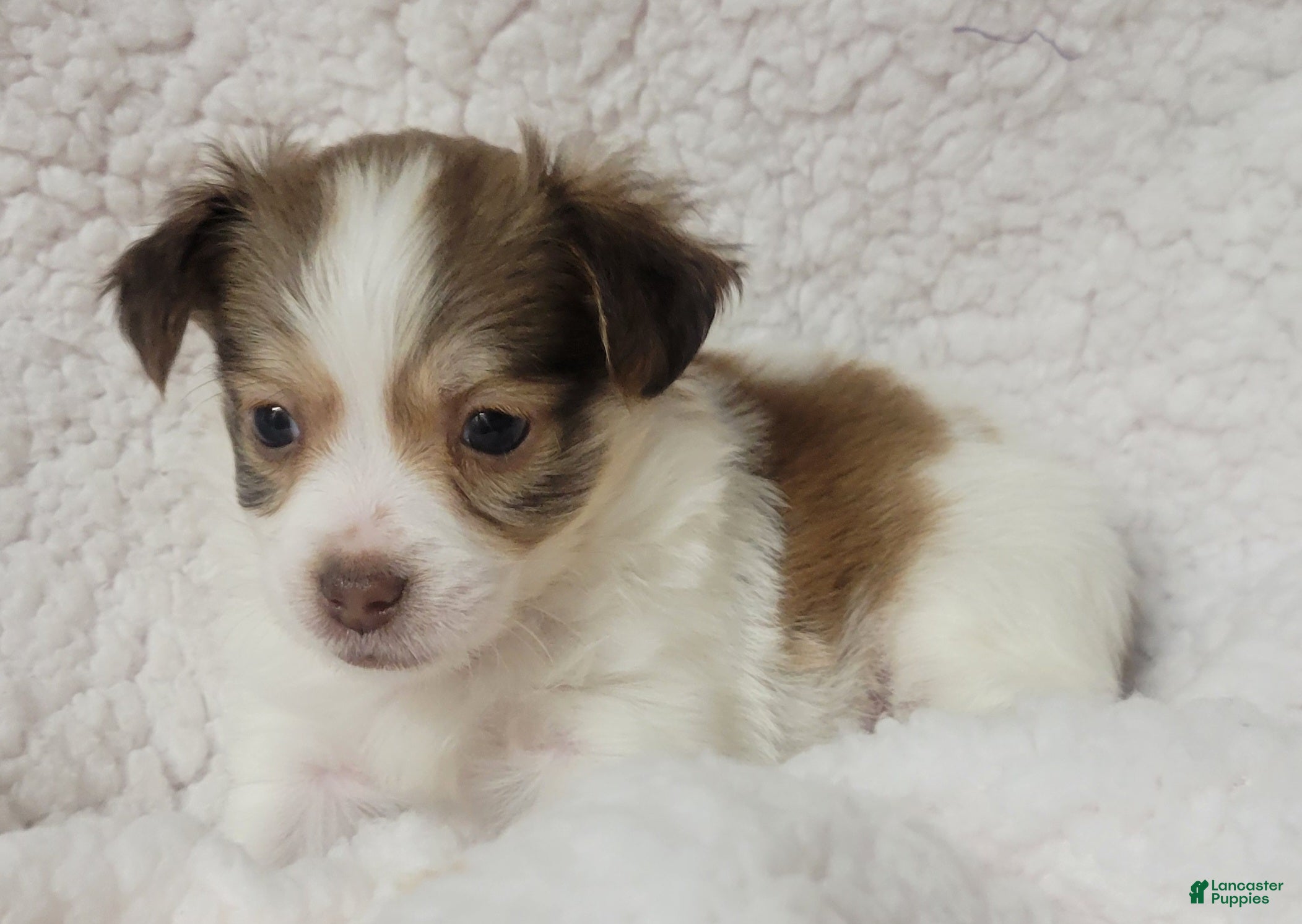 Havanese dogs Havanese 4 Flicker - Ad 2