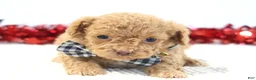 Toy Poodle dogs for sale: Romeo - Ad 3