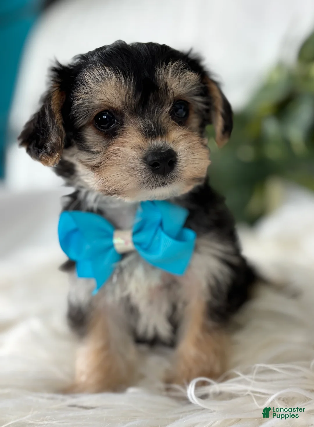 Morkie dogs for sale: Preston - Ad 17