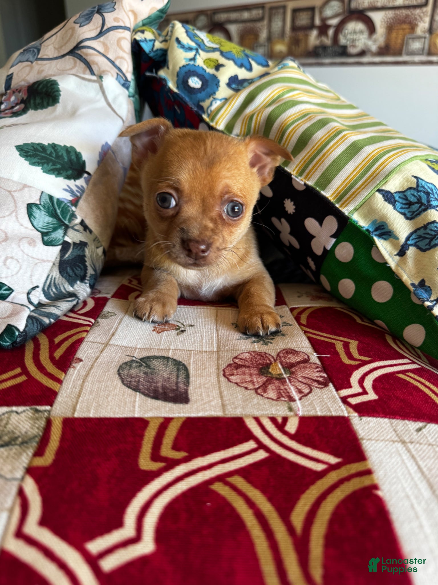 Chihuahua dogs for sale: Chihuahua Puppy 4 - Ad 1