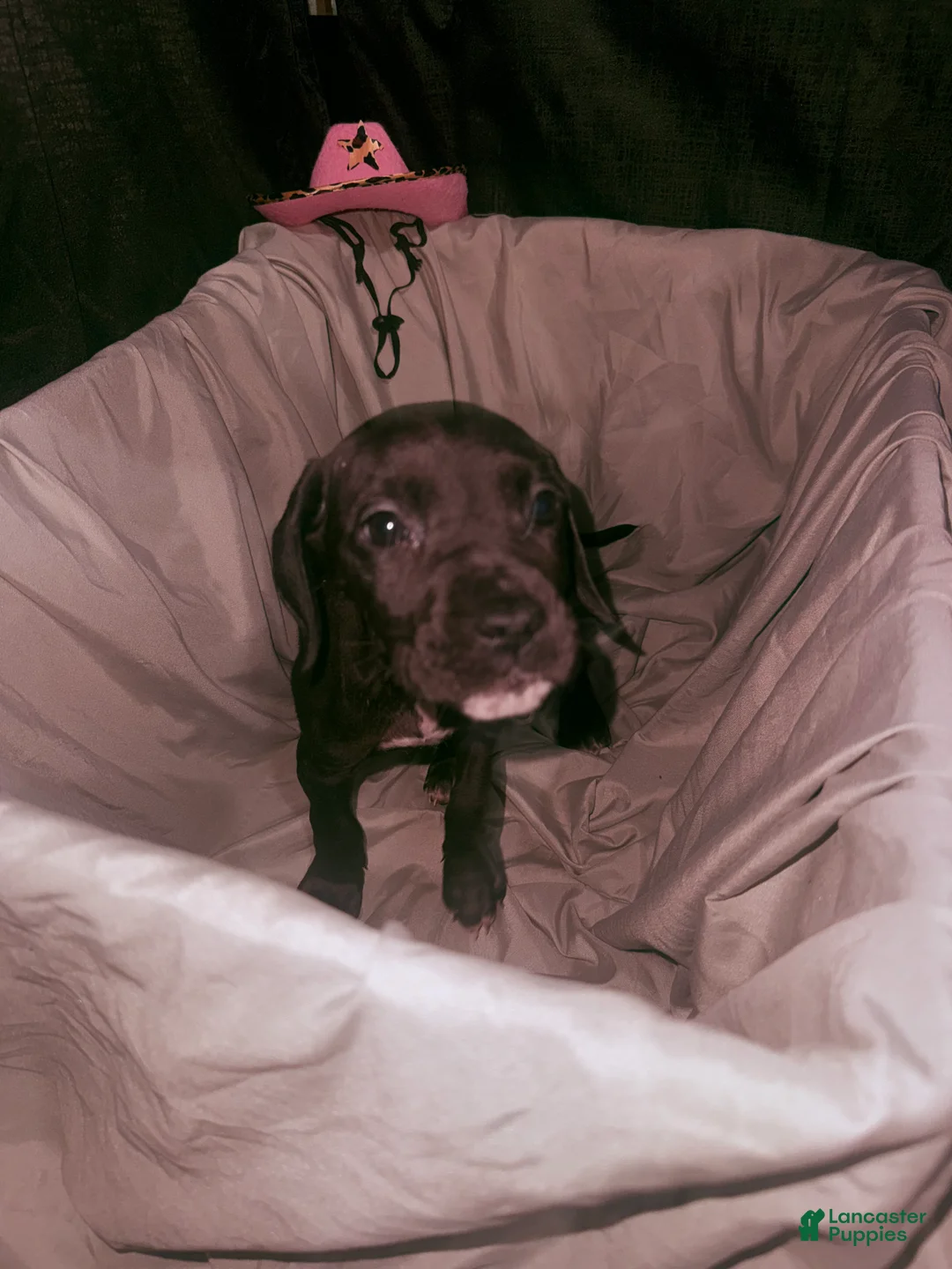 Daniff dogs for sale: Nala - Ad 4