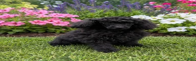 Coal