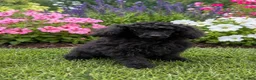 Miniature Poodle dogs for sale: Coal - Ad 1