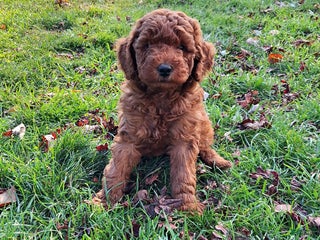Mini Goldendoodle dogs - Ad 27