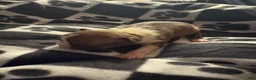 Boston Terrier dogs for sale: Rapunzel  - Ad 1