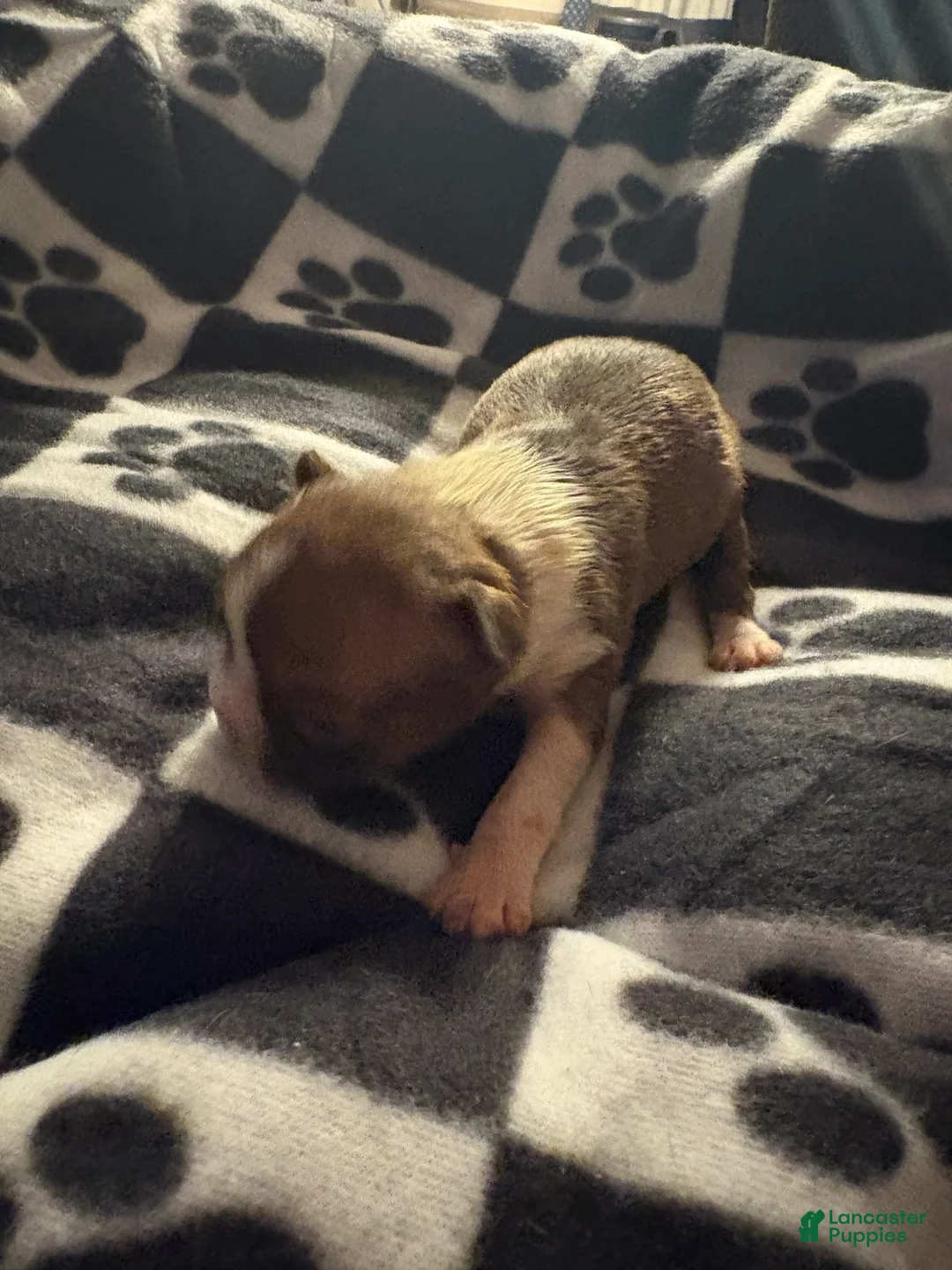 Boston Terrier dogs for sale: Rapunzel  - Ad 1