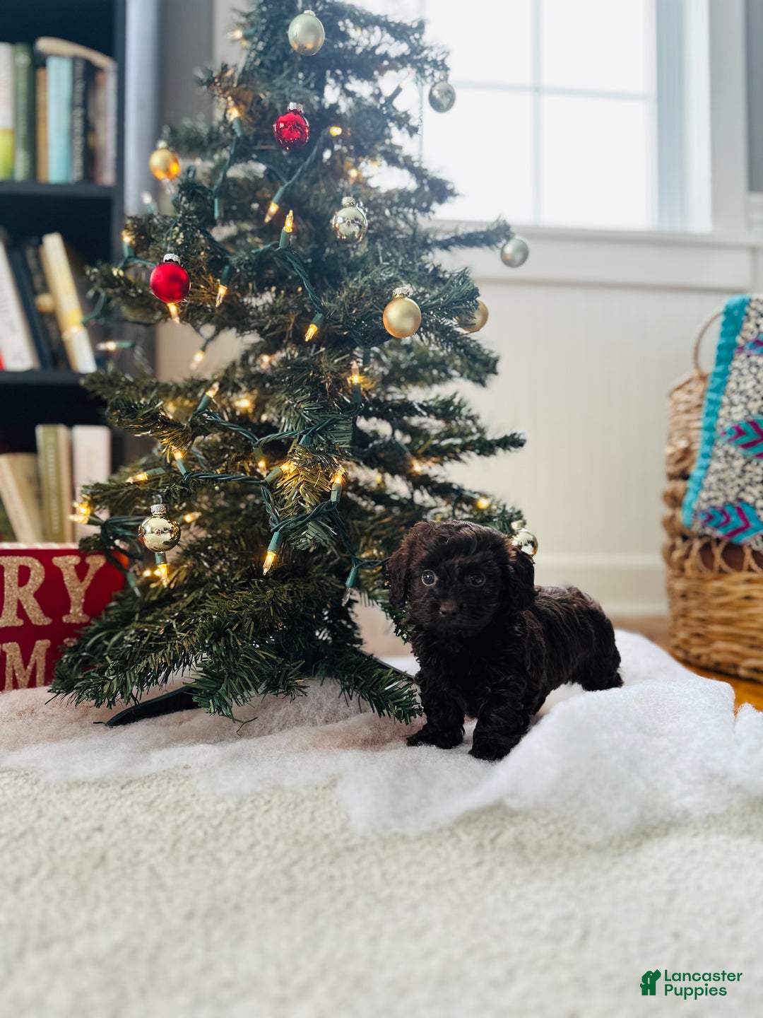 Mixed Breed dogs for sale: Crystal  - Ad 5