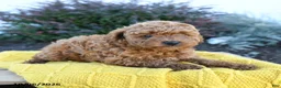 Toy Poodle dogs for sale: Enzo - Ad 3