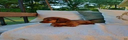 Miniature Dachshund dogs for sale: Teddy  - Ad 6