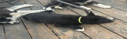 Siberian Husky dogs for sale: Shadow - Ad 6