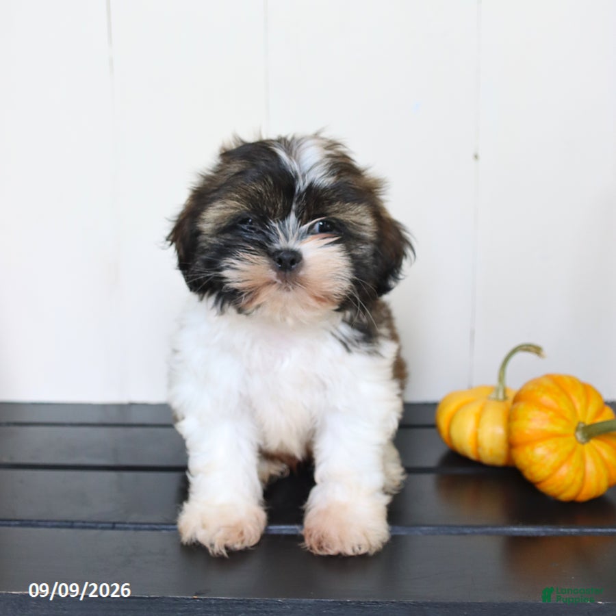Mixed Breed dogs for sale: Teddy - Ad 1
