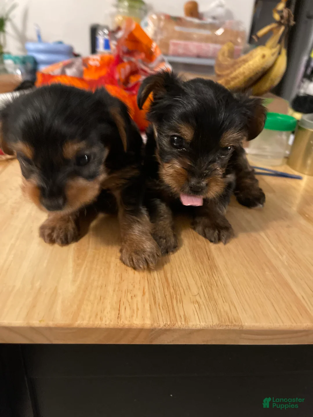 Yorkshire Terrier dogs for sale: Yorkshire Terrier Puppy 2 - Ad 1
