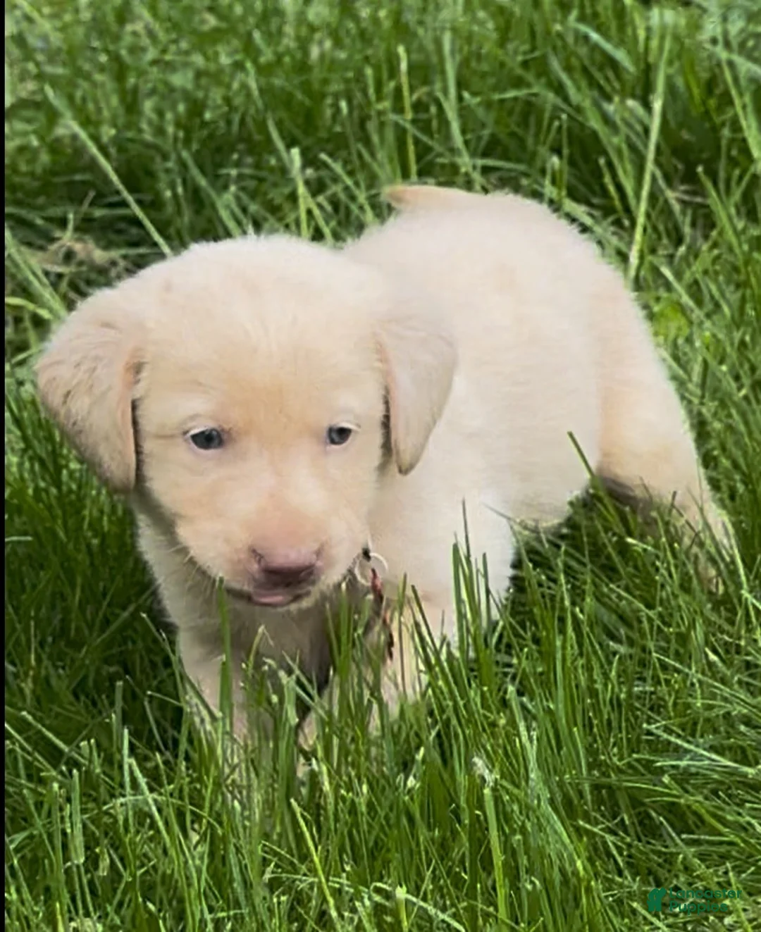 Labrador Retriever dogs for sale: Labrador Retriever Puppy 1 - Ad 19