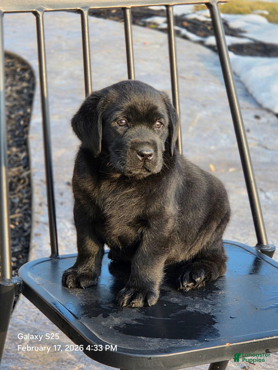 Labrador Retriever dogs Buster  - Ad 2