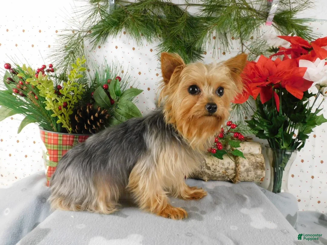 Yorkshire Terrier dogs for sale: Micheal - Ad 8