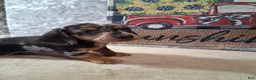 Miniature Dachshund dogs for sale: Coco - Ad 4