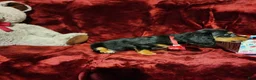 Miniature Dachshund dogs for sale: EMBERLY - Ad 5