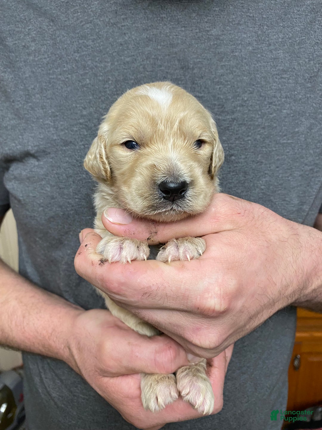 Goldendoodle dogs for sale: Goldendoodle Puppy 1 - Ad 1