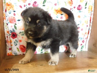 German Shepherd dogs - Ad 32