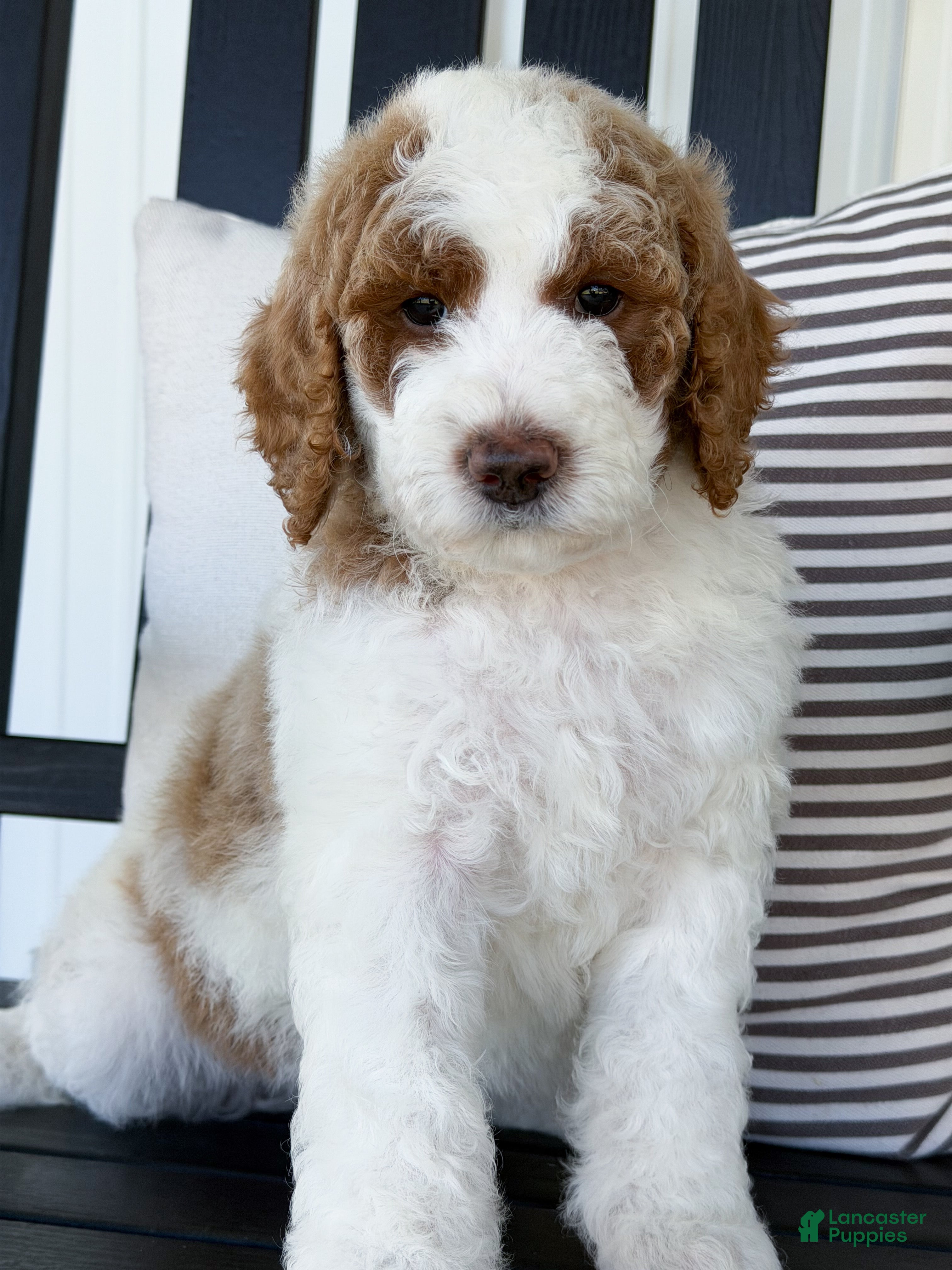 Goldendoodle dogs Nash - Ad 1