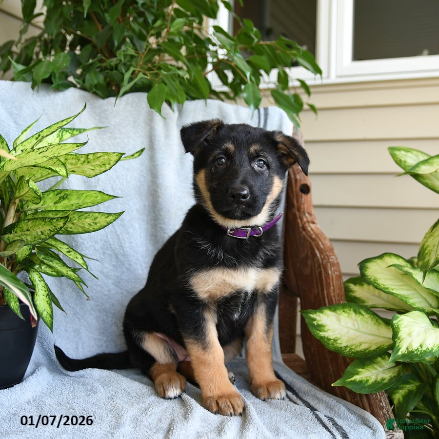 German Shepherd dogs Nora - Ad 41