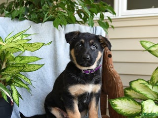 German Shepherd dogs Nora - Ad 41