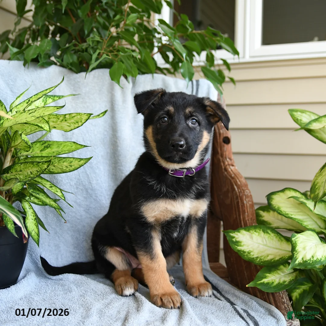 German Shepherd dogs for sale: Nora - Ad 1