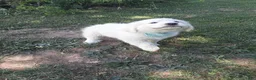 Great Pyrenees dogs for sale: Ella  - Ad 7
