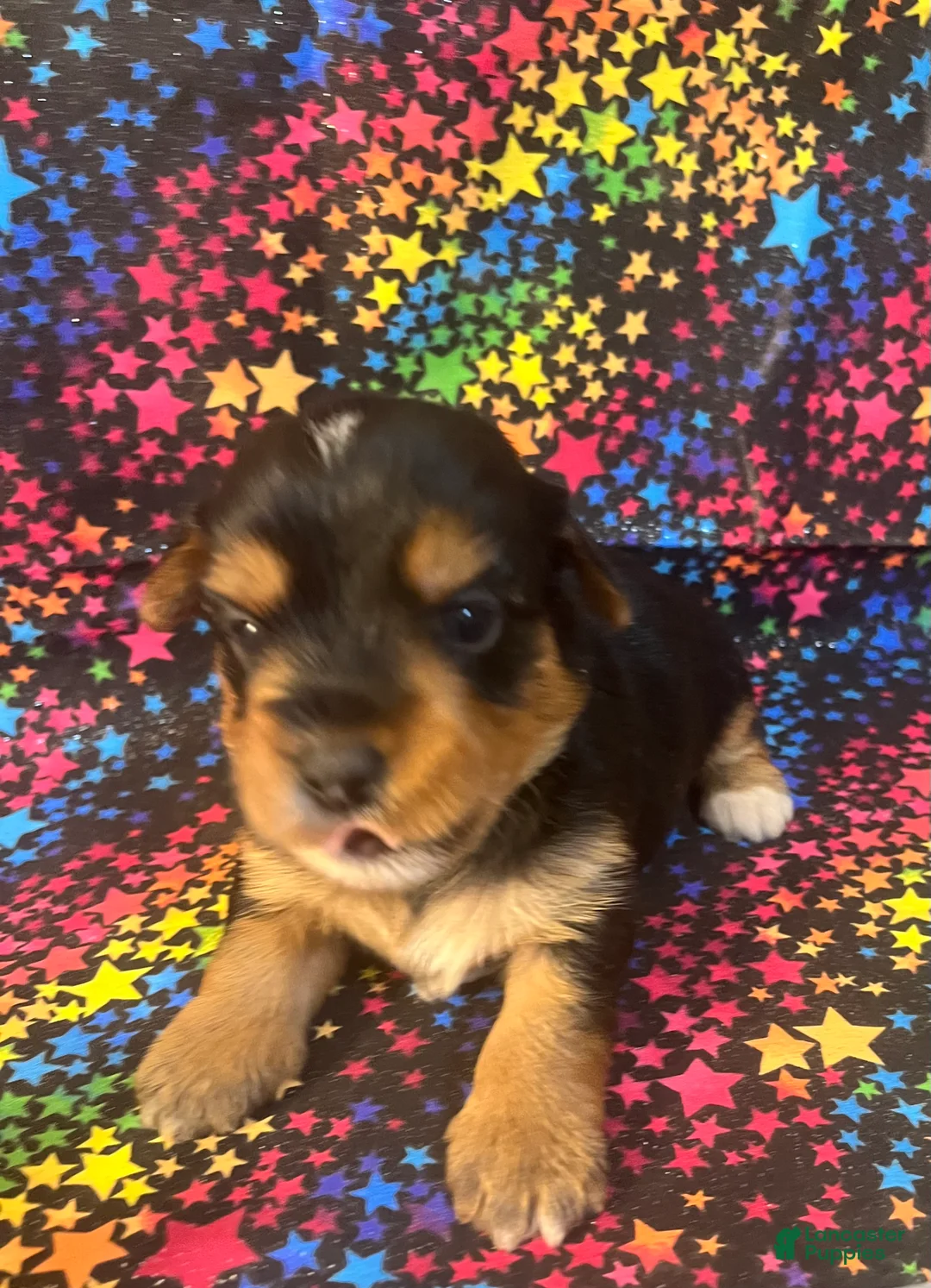 Yorkshire Terrier dogs for sale: Yorkshire Terrier 4 male - Ad 2