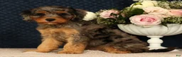 Cavapoo dogs for sale: Kurt - Ad 9