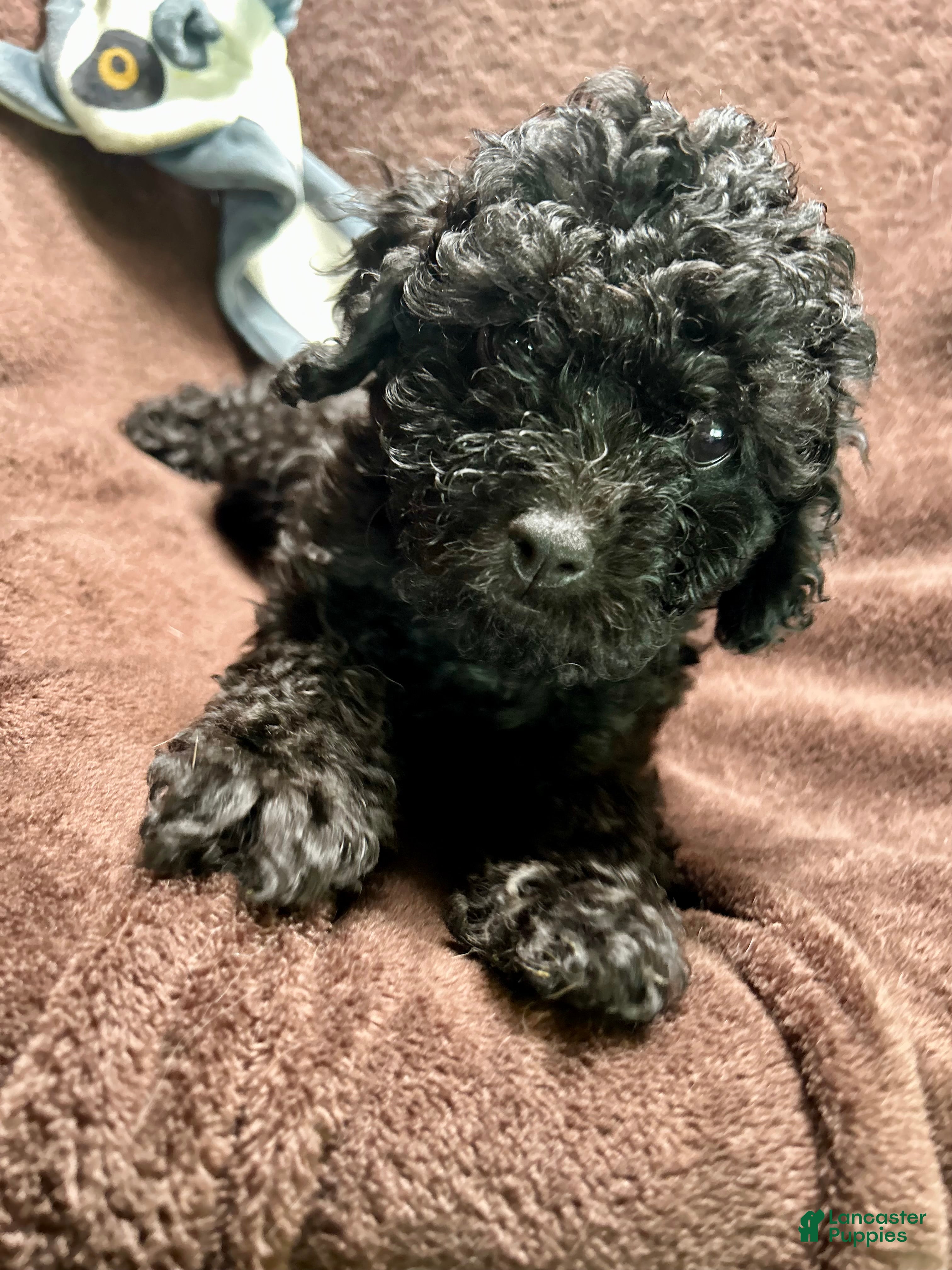 Cavapoo dogs for sale: Stormy - Ad 4