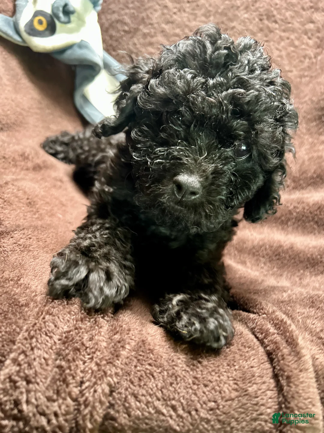 Cavapoo dogs for sale: Stormy - Ad 1