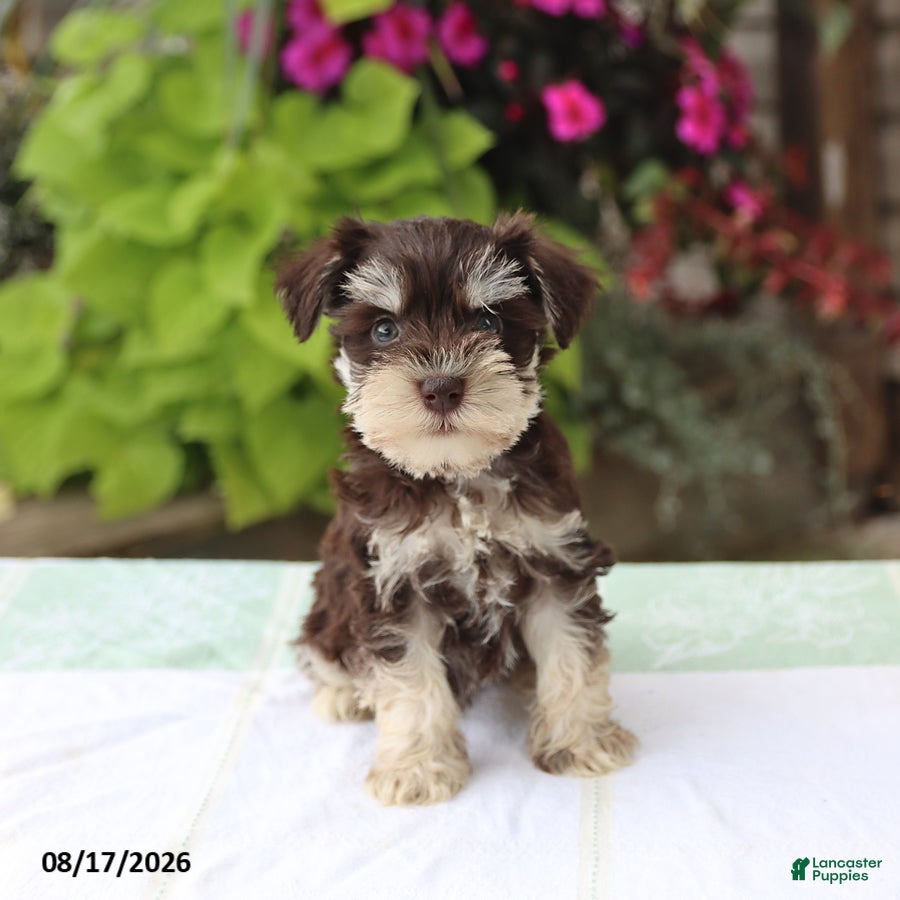 Miniature Schnauzer dogs Phoebe - Ad 1
