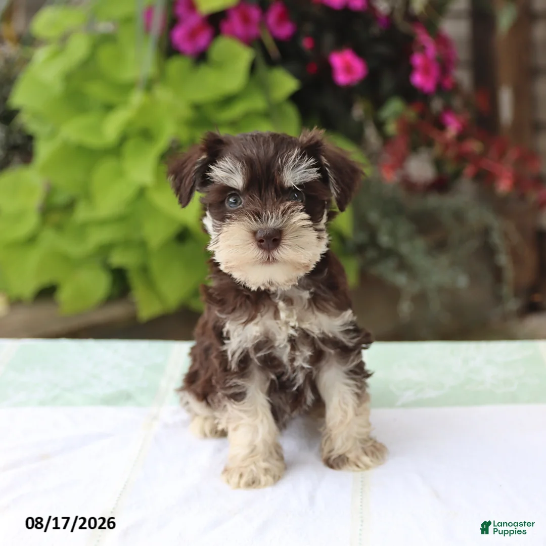 Miniature Schnauzer dogs for sale: Phoebe - Ad 1