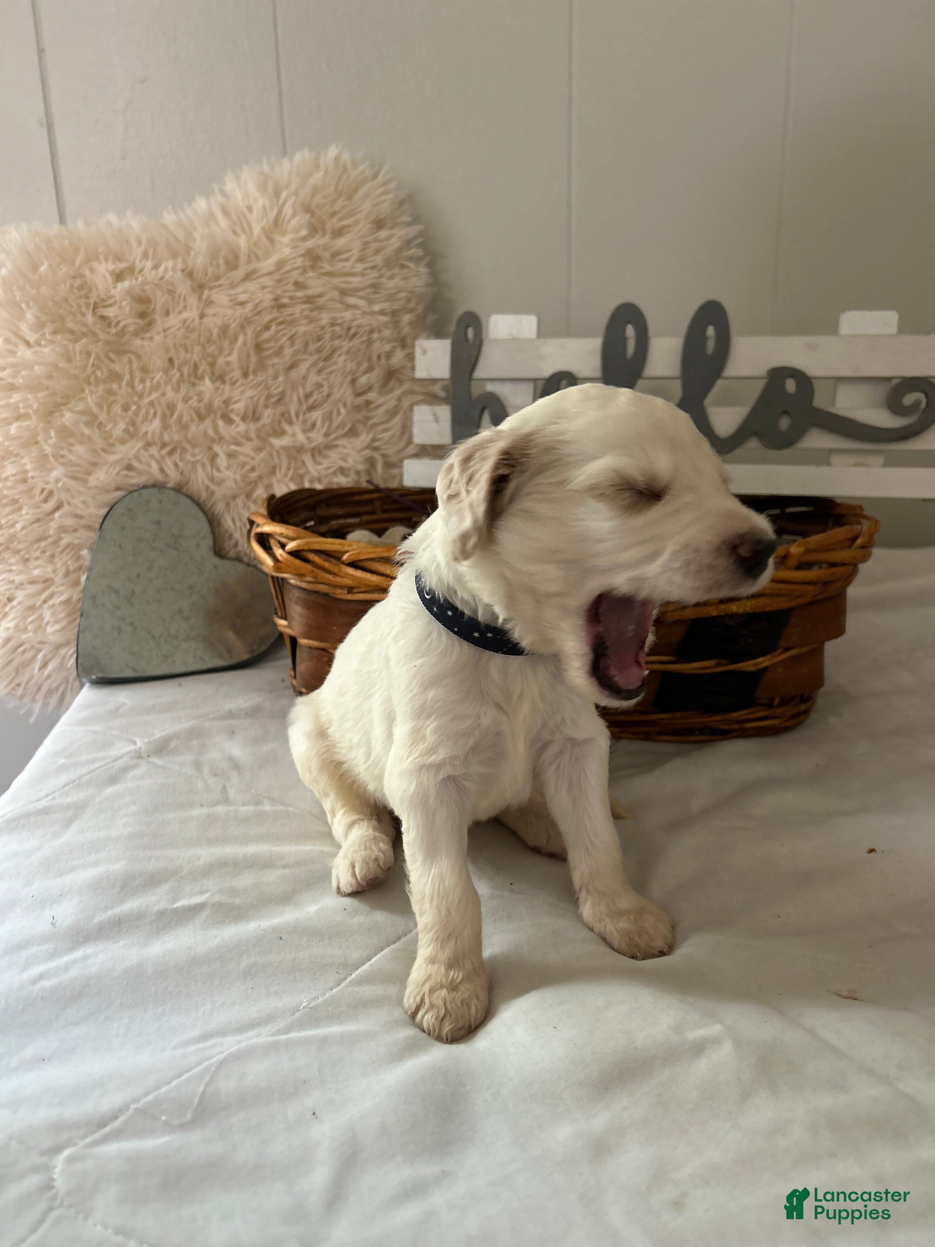 Goldendoodle dogs Goldendoodle Puppy 4 - Ad 12