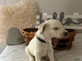 Goldendoodle dogs Goldendoodle Puppy 4 - Ad 12