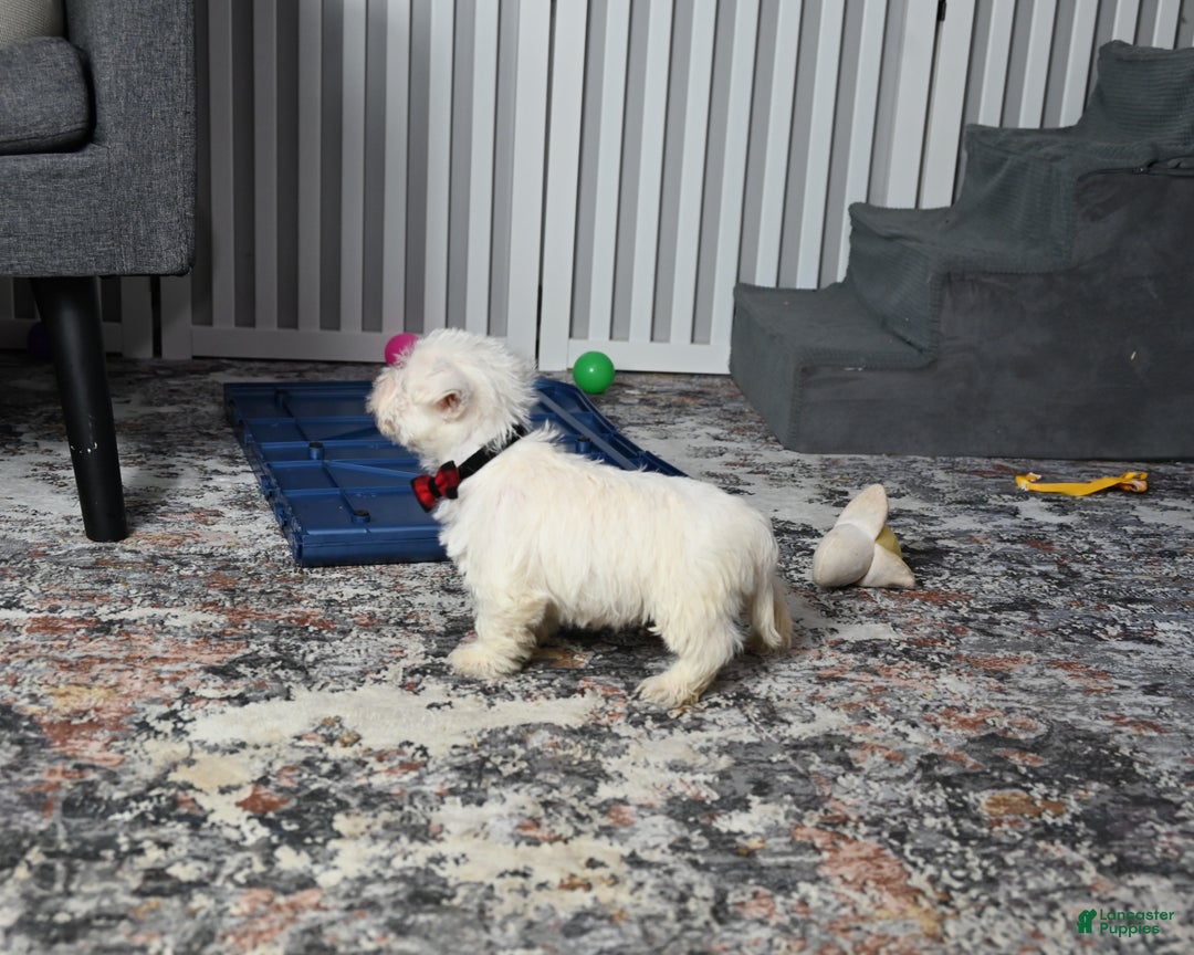 West Highland Terrier dogs for sale: Pat - Ad 4