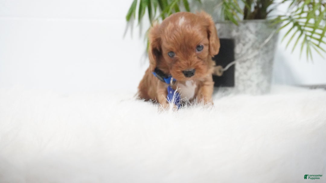 Cavapoo dogs for sale: Beau - Ad 9