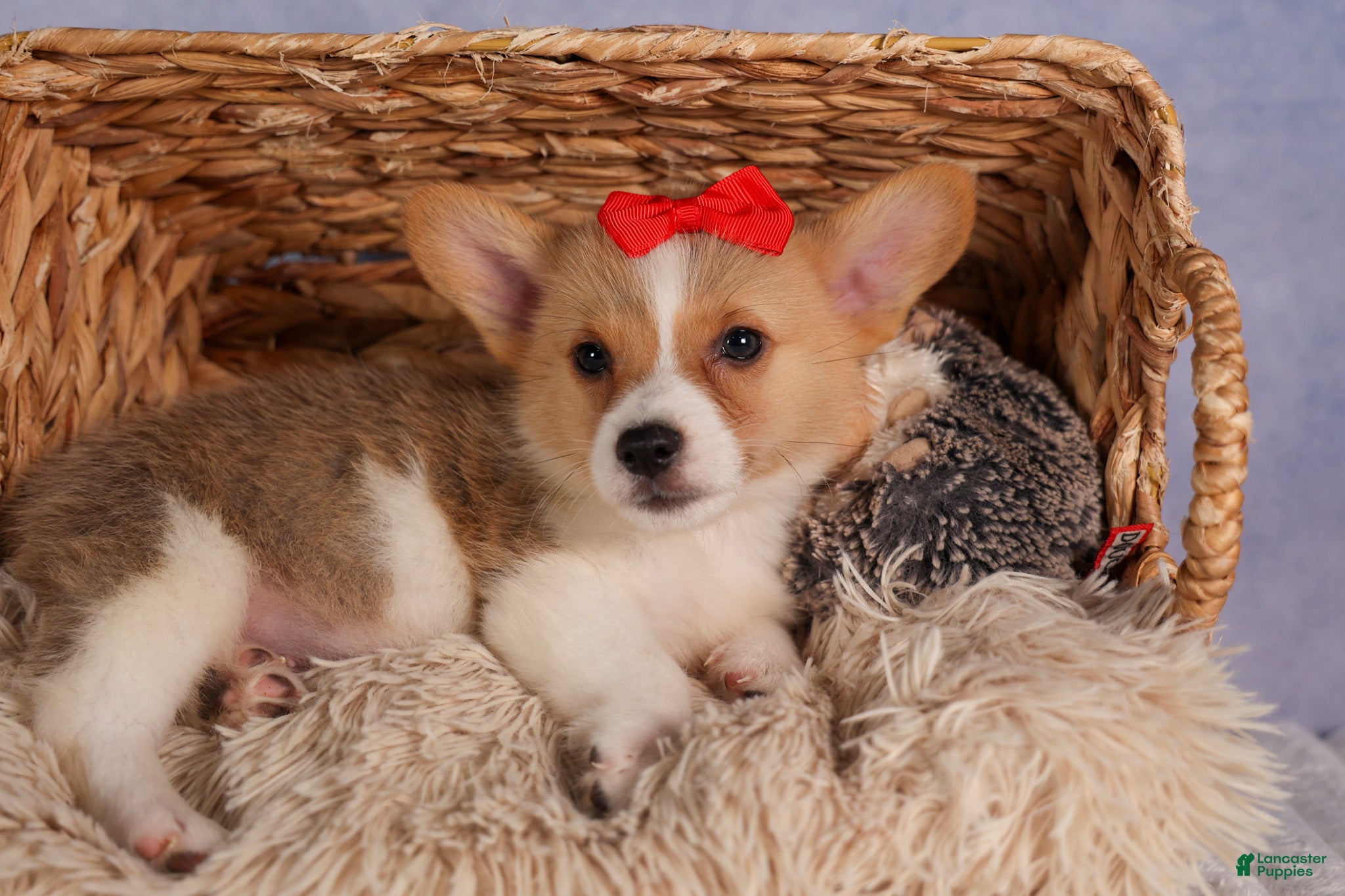 Welsh Corgi Pembroke dogs Conner  - Ad 2