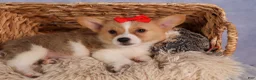 Welsh Corgi Pembroke dogs for sale: Conner  - Ad 21