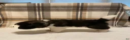 Akita dogs for sale: Mya - Ad 5