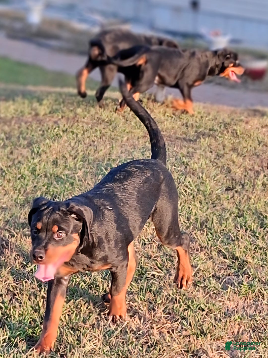 Rottweiler dogs for sale: Rottweiler Puppy 4 - Ad 4