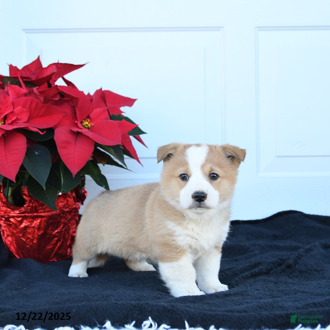 Welsh Corgi Pembroke dogs for sale: Peaches - Ad 2