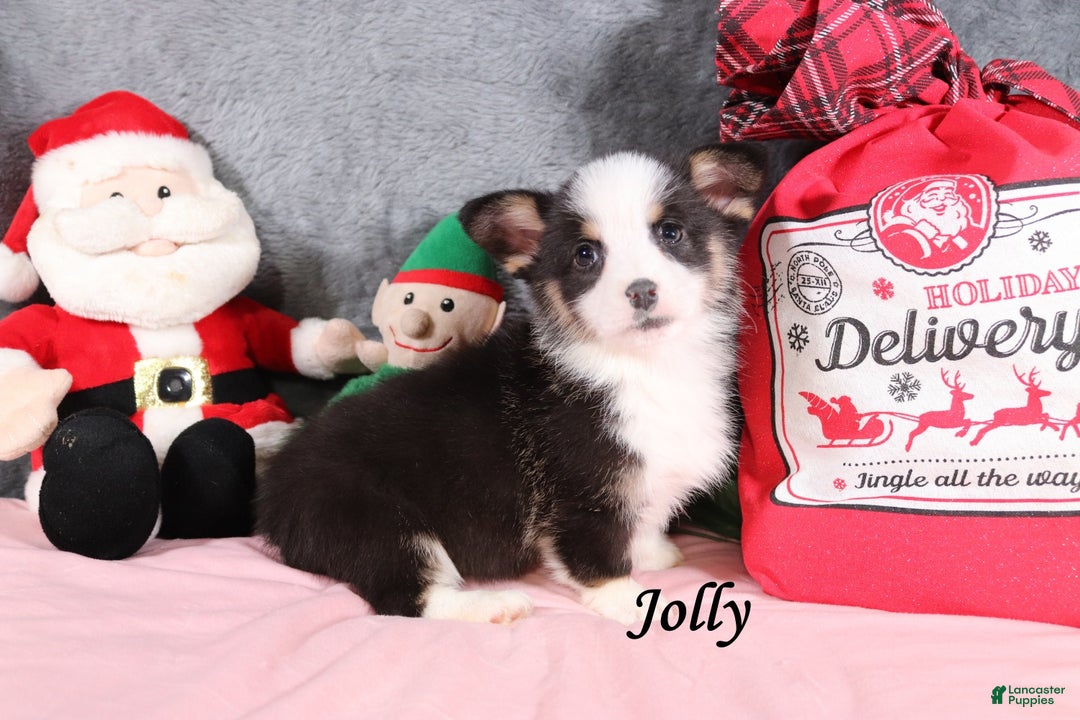 Welsh Corgi Pembroke dogs for sale: Jolly - Ad 3